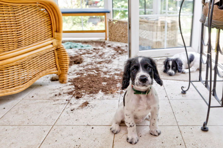puppy proofing your house 1
