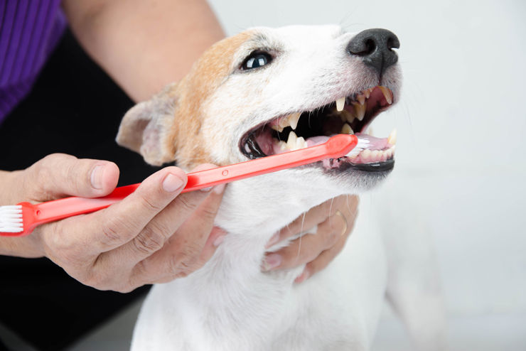 brushing dogs teeth 2