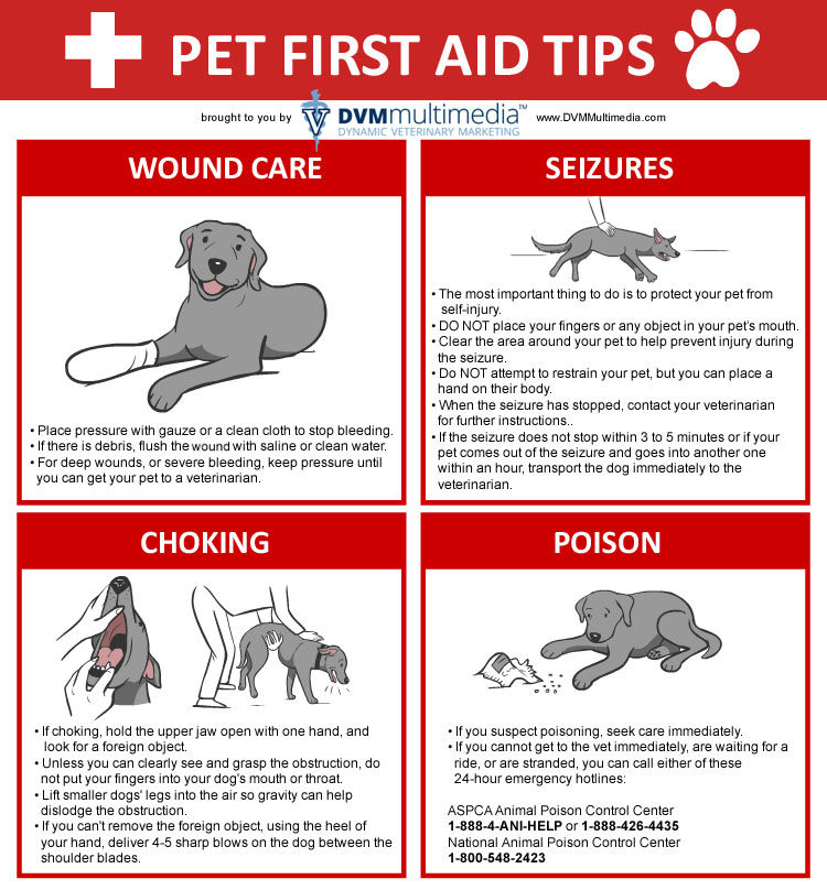 Dog Safety Tips FIRSTAID1 1