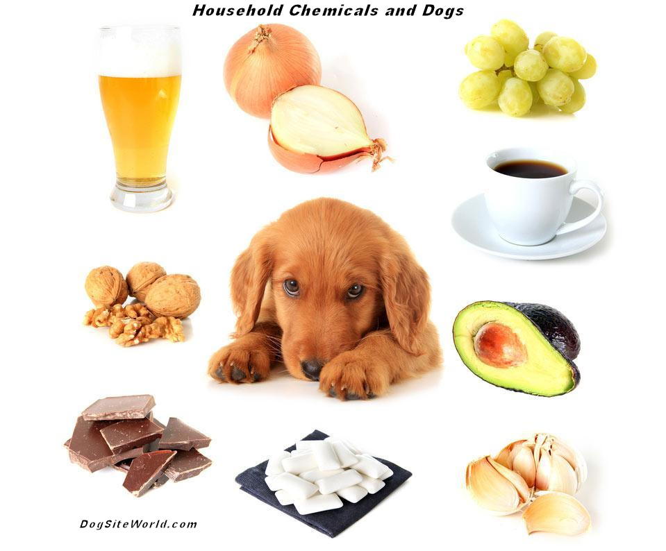 Household Chemicals and dogs 8