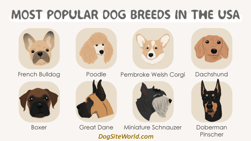 Most Popular Dog Breeds 6