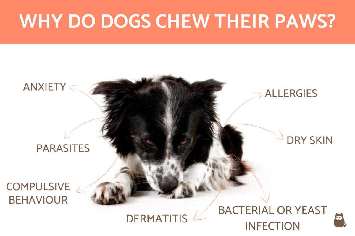Why Dogs Lick and Chew Their Paws 8