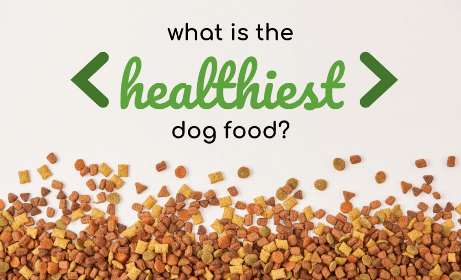 healthiest dog food 5a