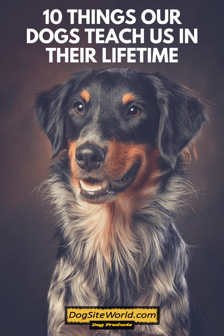 how-dogs-enhance-family-life