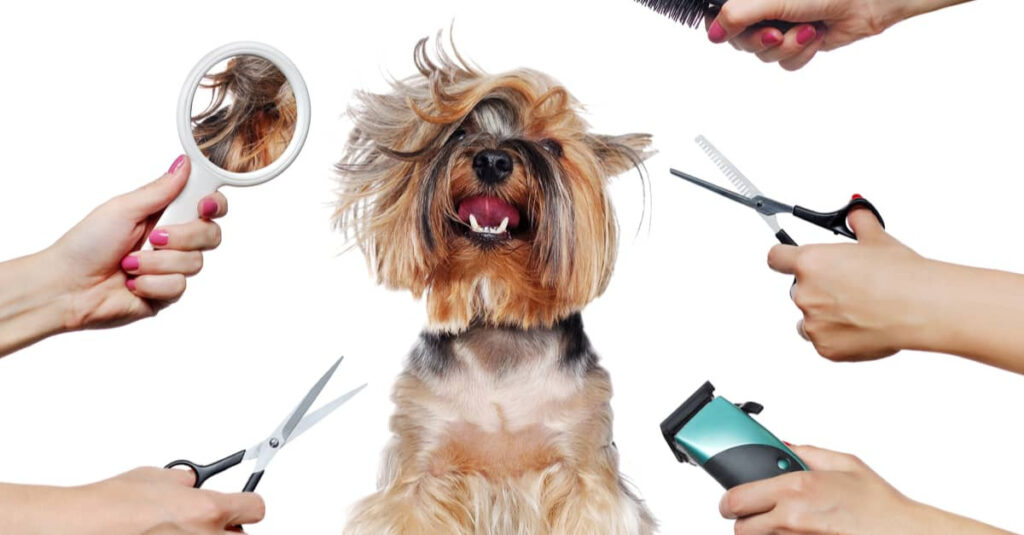 dog-grooming-and-hygiene