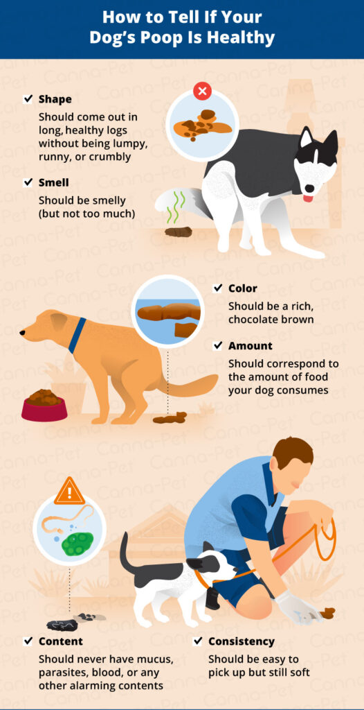 how-to-detect-if-your-dog-has-worms