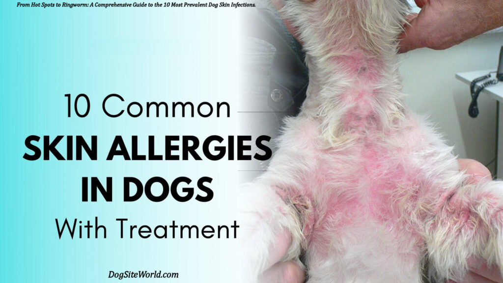 Dog Skin Infections